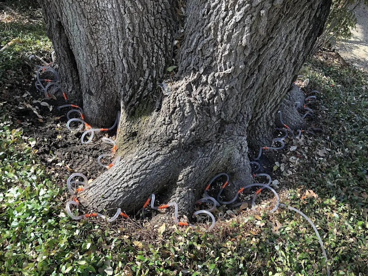 Detailed Tree Cabling and Bracing job site in Eunice