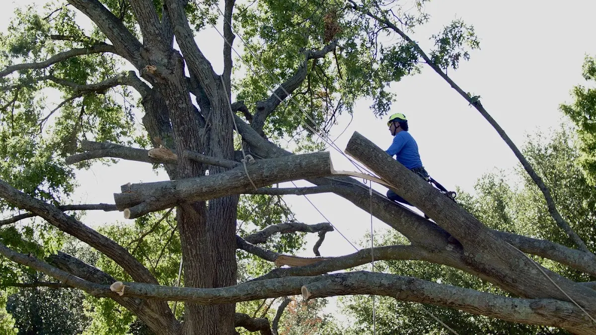 Professional Crown Thinning performed by certified arborists in Eunice