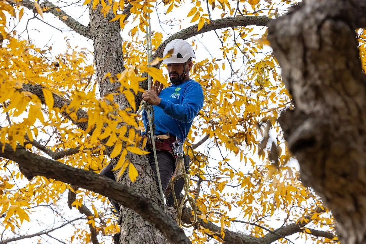 Skilled Tree Planing crew working in Eunice
